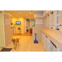犬只類寄養